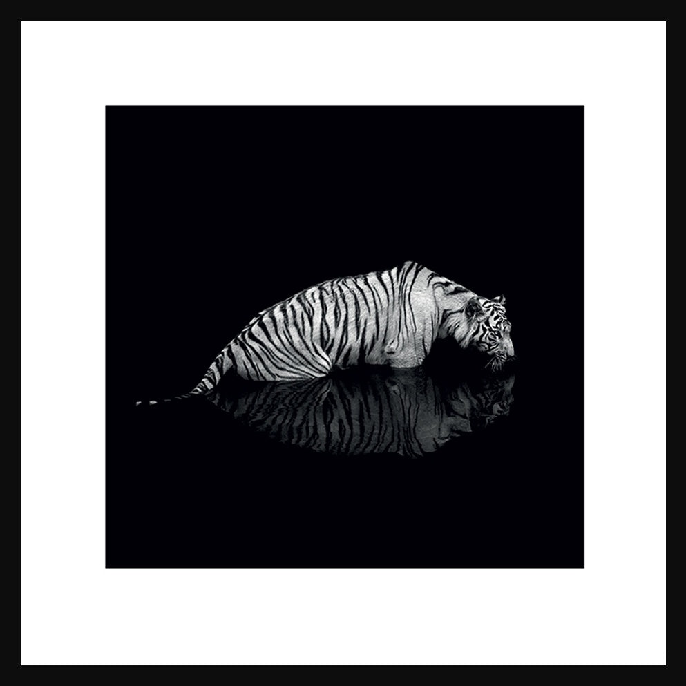 Tiger Into the Dark 2 - Print in Black Frame - Pavilion Interiors