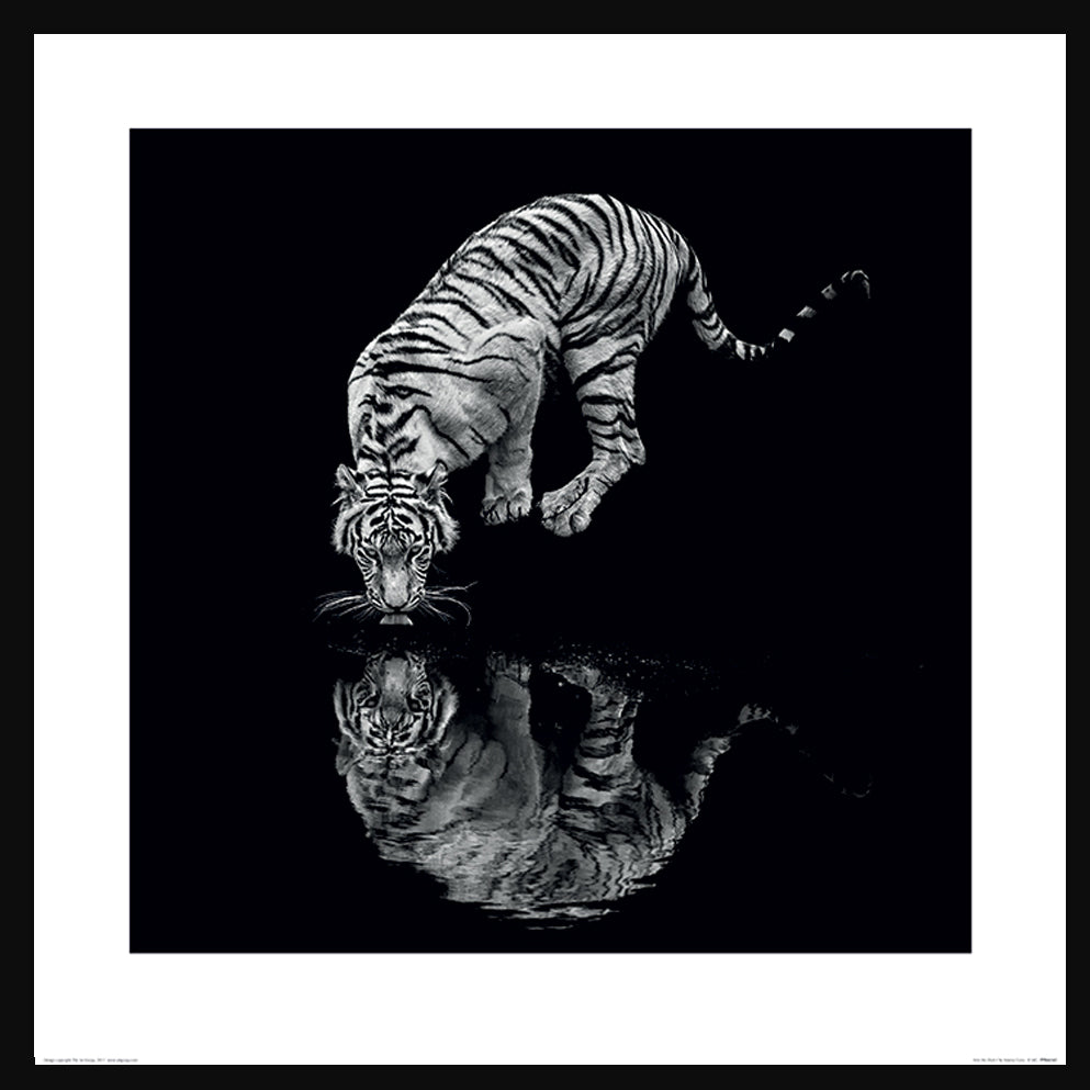 Tiger Into the Dark 1 Print in Black Frame - Pavilion Interiors