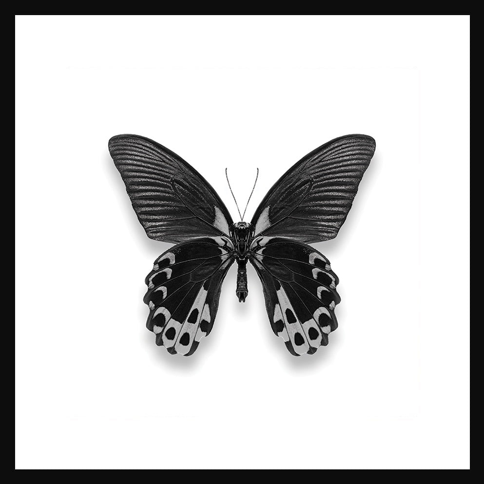 Black And White Butterfly 1 Print in Black Frame - Pavilion Interiors