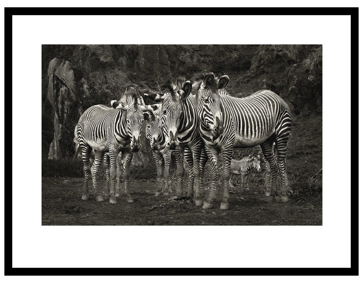 Zebras Dazzle Picture with Frame - Pavilion Interiors