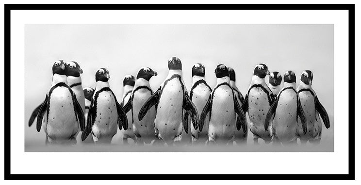 Cape Town Penguins Picture in Black Frame - Pavilion Interiors