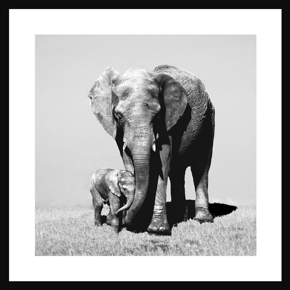 Elephants Print in Black Frame - Pavilion Interiors