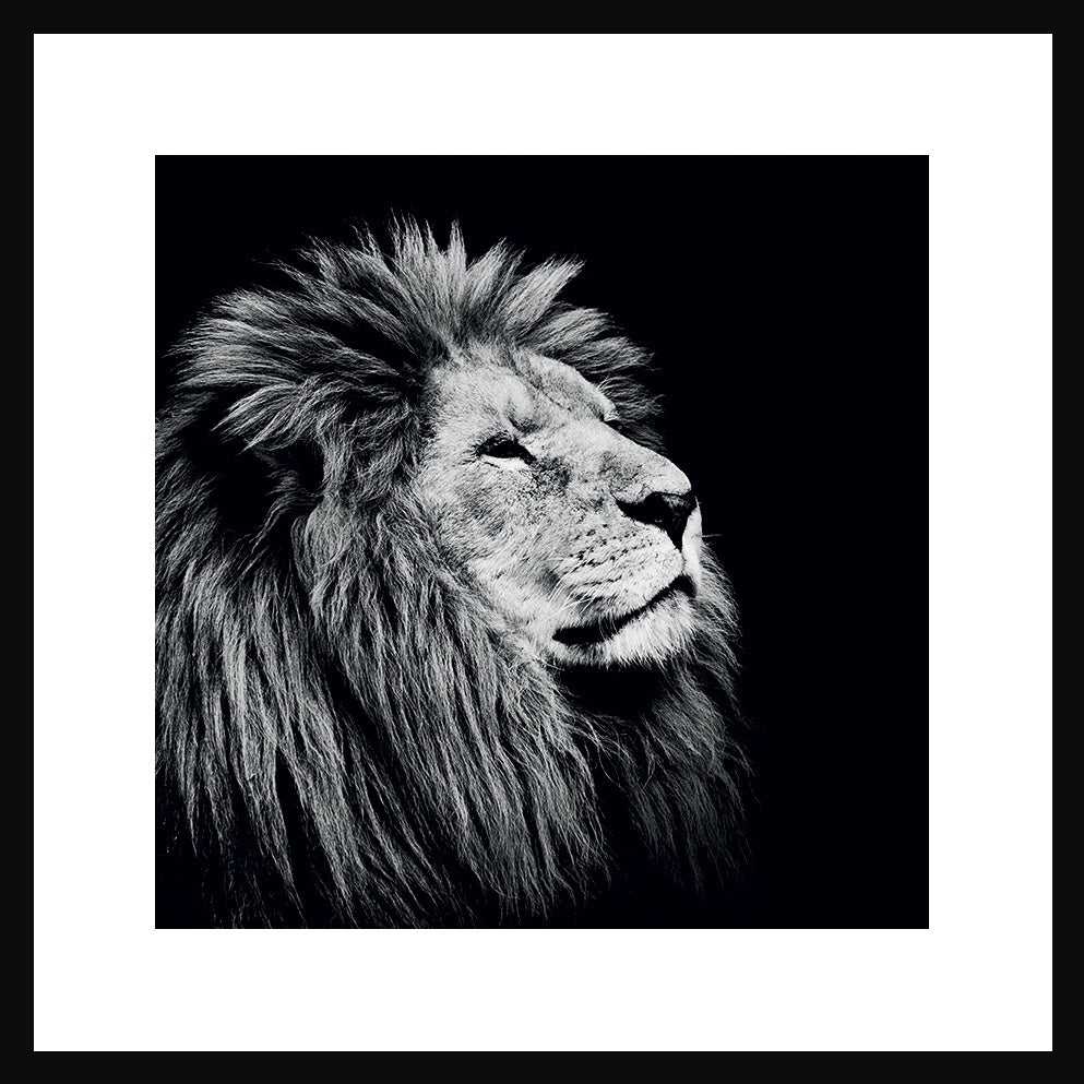 Lion Portrait Picture in Black Frame - Pavilion Interiors