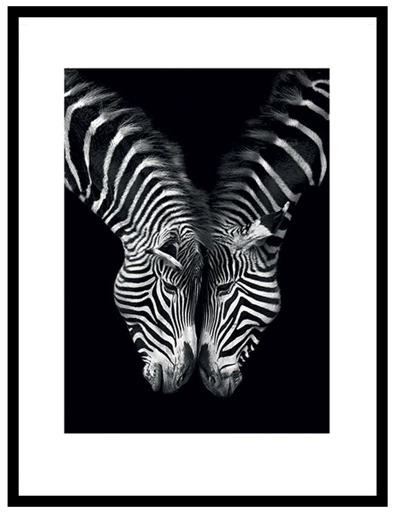 Zebras Together Print in Black Frame - Pavilion Interiors