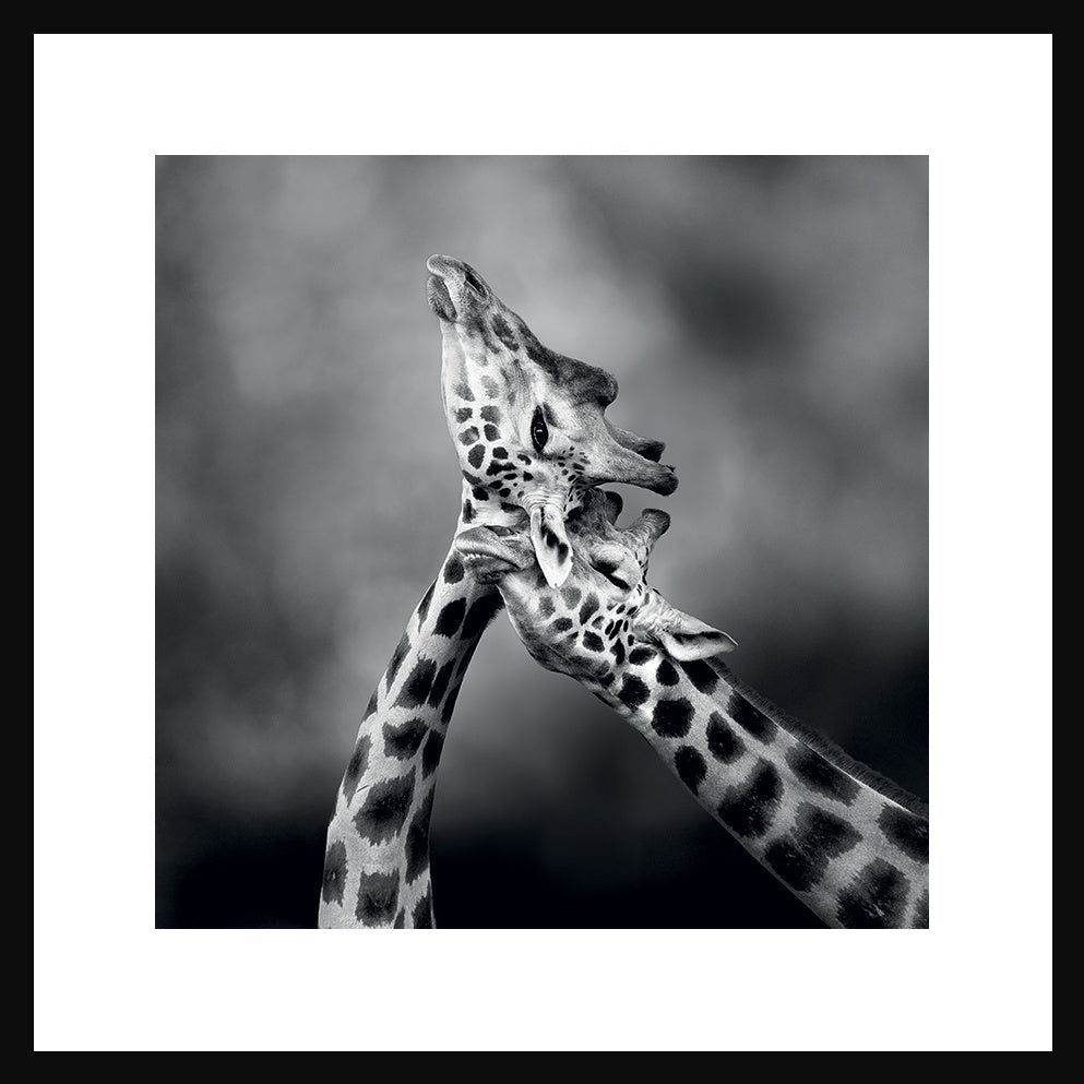 Giraffe Neck Loving Picture in Black Frame - Pavilion Interiors