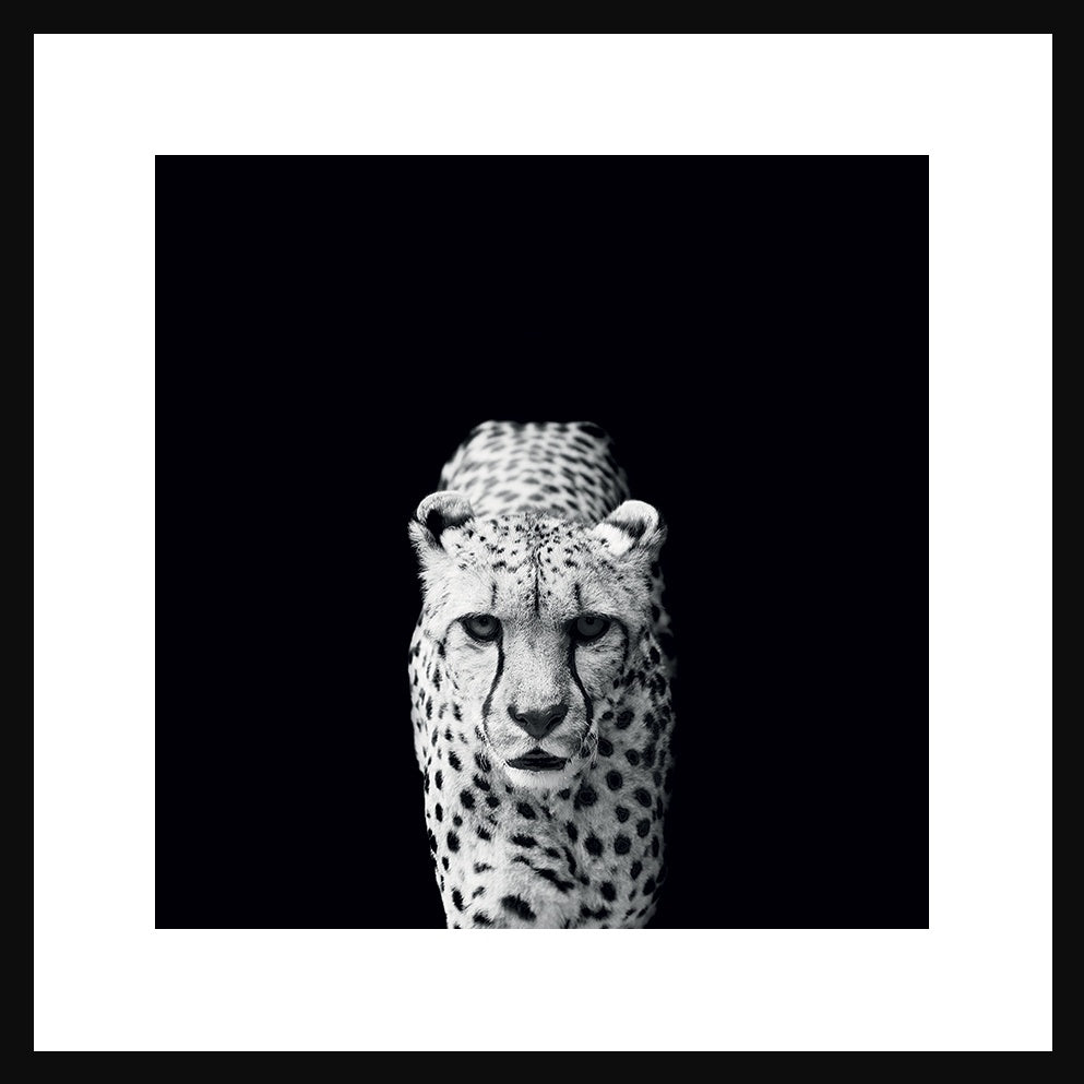 Cheetah Portrait in Black Frame - Pavilion Interiors
