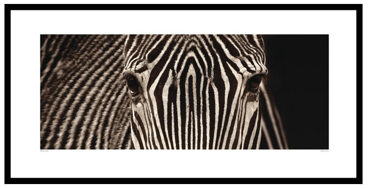 Zebra Eyes Print in Black Frame - Pavilion Interiors