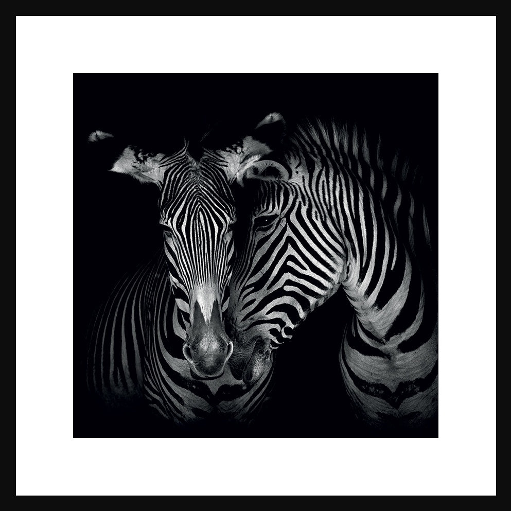 Zebra Secrets Picture with Black Frame - Pavilion Interiors