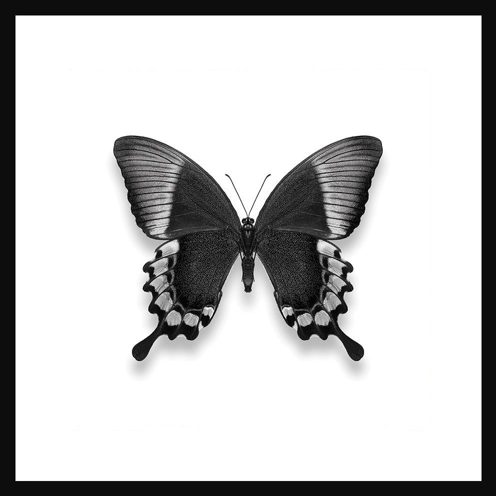 Black And White Butterfly 2 Print in Black Frame - Pavilion Interiors