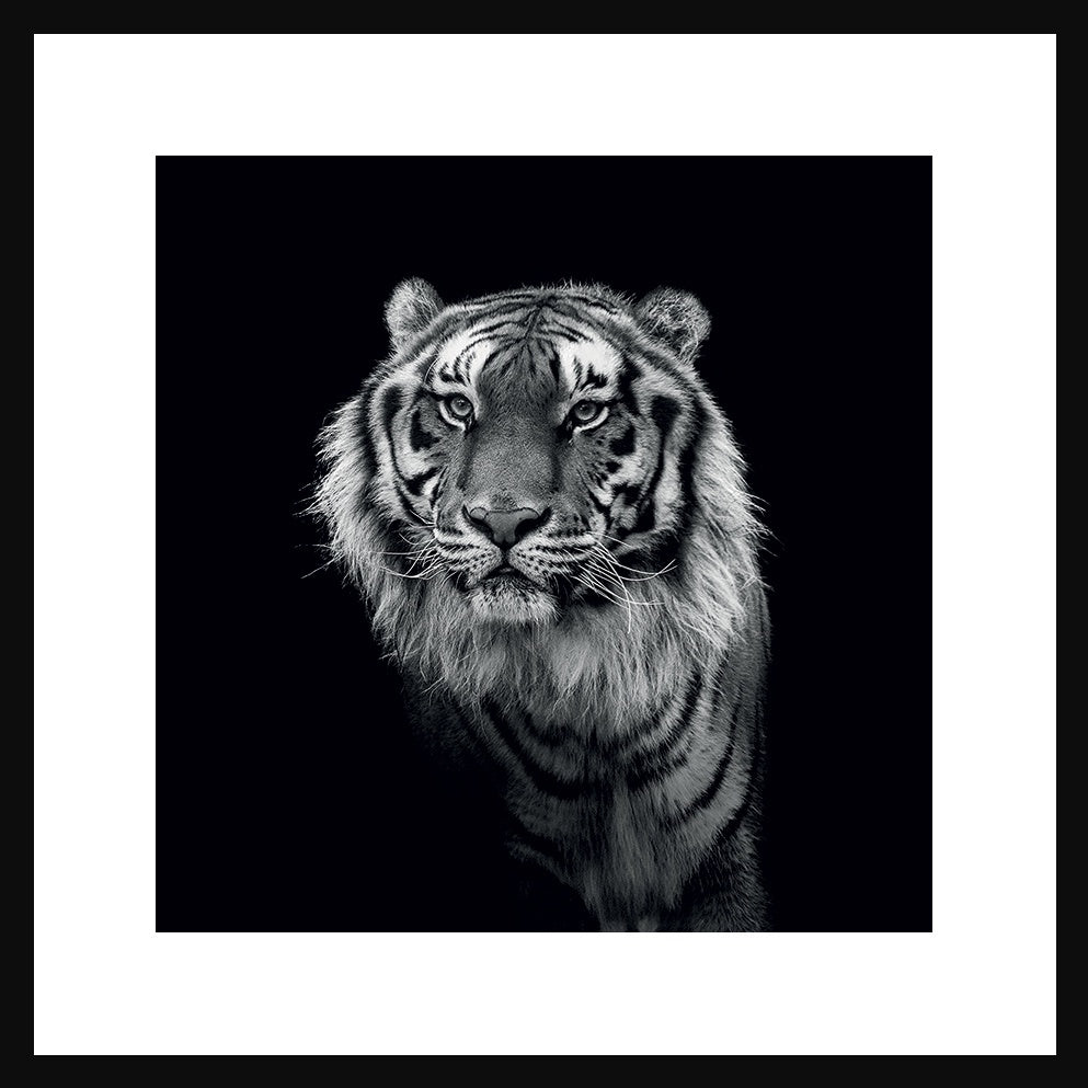 Tiger Portrait Picture in Black Frame - Pavilion Interiors